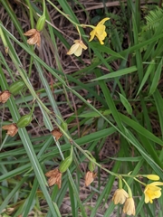 Spathoglottis pubescens