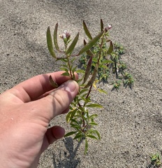 Polanisia dodecandra dodecandra