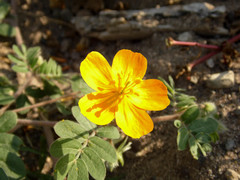 Kallstroemia peninsularis