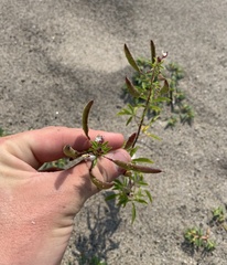 Polanisia dodecandra dodecandra