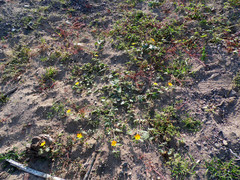 Kallstroemia peninsularis