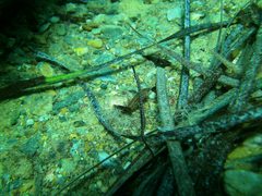 Stigmatopora narinosa