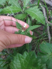 Solanum villosum
