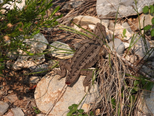 Shy Spiny Lizard, Sceloporus cautus