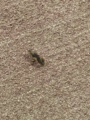 Gryllotalpa orientalis