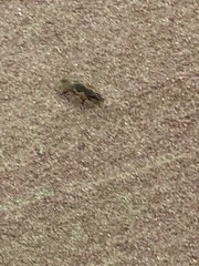 Gryllotalpa orientalis