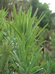 Podocarpus elongatus