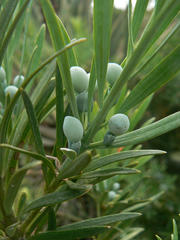 Podocarpus elongatus