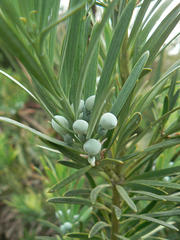 Podocarpus elongatus