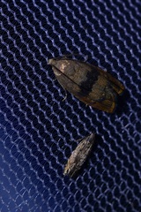 Battaristis concinnusella