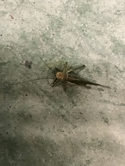 Tettigonia orientalis