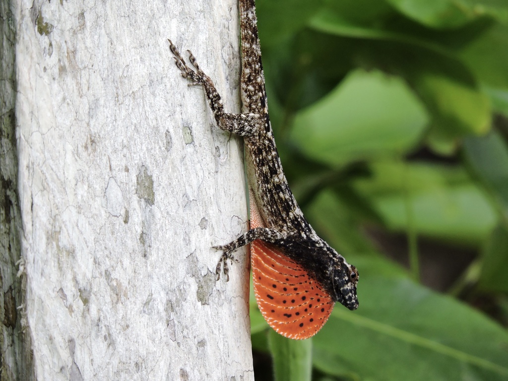 Grooved Anole