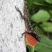 Grooved Anole - Photo (c) Maria Antonia Jaramillo, some rights reserved (CC BY-NC), uploaded by Maria Antonia Jaramillo
