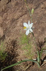 Chlorophytum fasciculatum