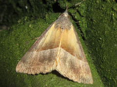 Hypena claripennis