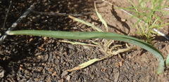 Chlorophytum fasciculatum