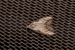Nola pleurochorda