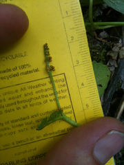 Botrychium crenulatum