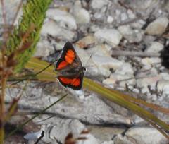 Capys alphaeus alphaeus