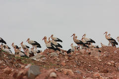 Ciconia ciconia ciconia