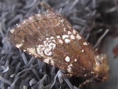 Dysmilichia gemella