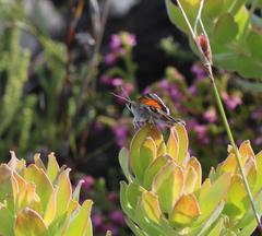 Capys alphaeus alphaeus