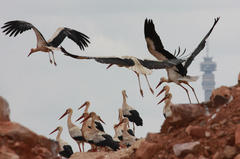 Ciconia ciconia ciconia