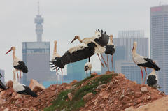 Ciconia ciconia ciconia