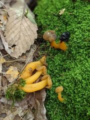 Hypomyces leotiicola