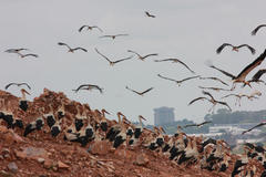 Ciconia ciconia ciconia