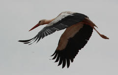 Ciconia ciconia ciconia