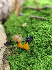 Hypomyces leotiicola