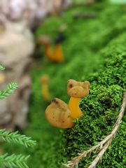 Hypomyces leotiicola