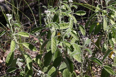 Isotropis foliosa
