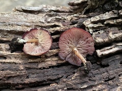 Callistosporium purpureomarginatum
