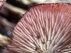 Callistosporium purpureomarginatum