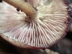 Callistosporium purpureomarginatum