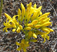 Tylecodon cacalioides