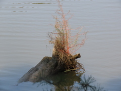 Amaranthus cannabinus