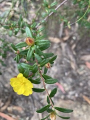 Hibbertia bracteata