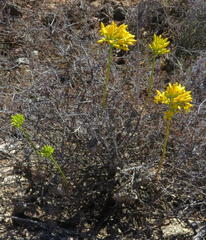 Tylecodon cacalioides