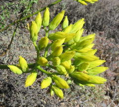 Tylecodon cacalioides