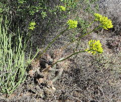 Tylecodon cacalioides