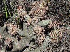 Tylecodon cacalioides