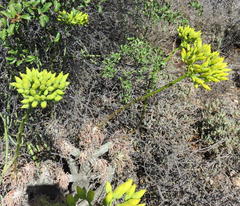 Tylecodon cacalioides