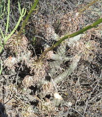 Tylecodon cacalioides