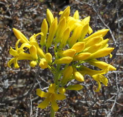 Tylecodon cacalioides