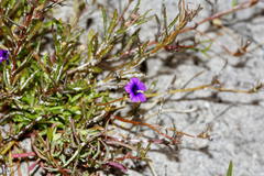 Monopsis debilis debilis