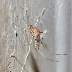 Culex pilosus