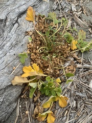 Glehnia littoralis leiocarpa